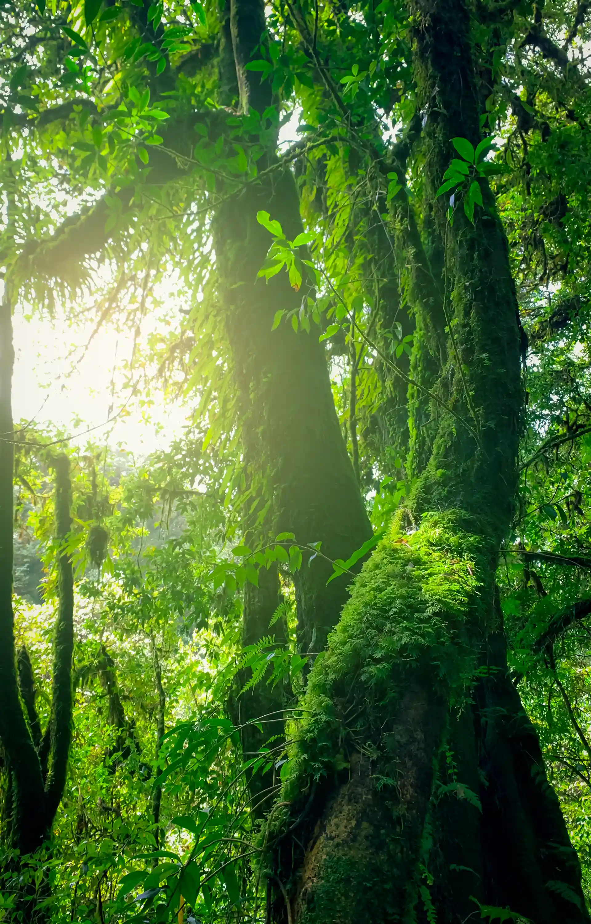 Sunlight filtering through ancient tropical rainforest in East Kalimantan